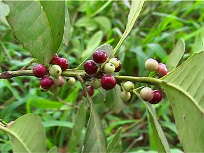 término análogo explosión Aventurarse El Cultivo | Ruta de la Yerba Mate