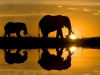 2794_sudafrica_elefantes1